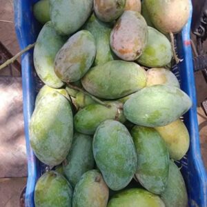ল্যাংড়া আম ১ কেজি